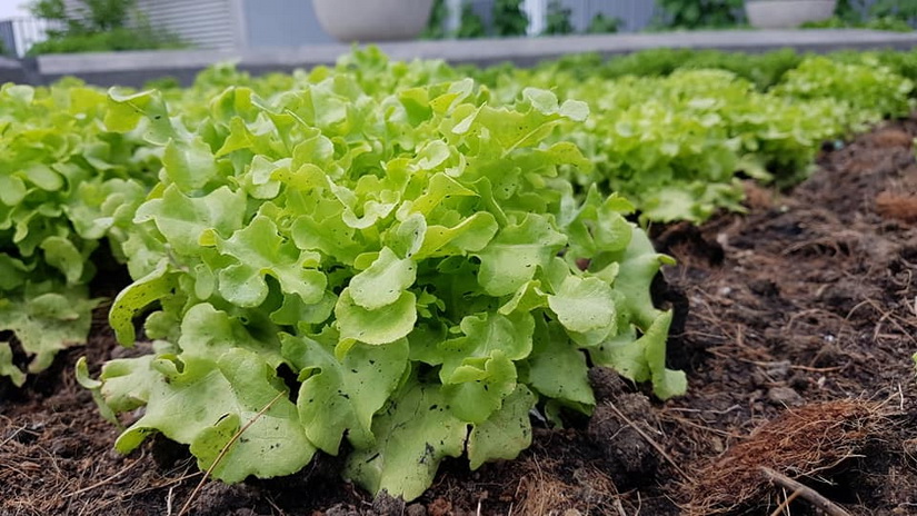 Sansiri Ten Vegetables