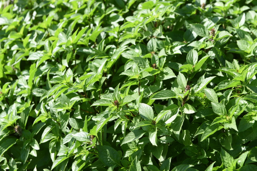 Sansiri Ten Vegetables