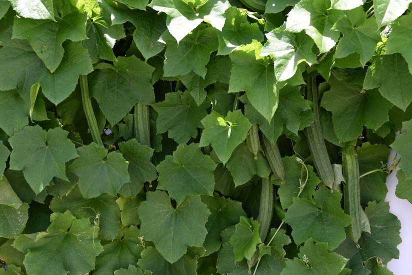 Sansiri Ten Vegetables