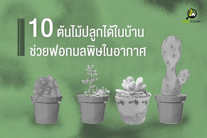 10 ต้นไม้ปลูกในบ้านฟอกอากาศ