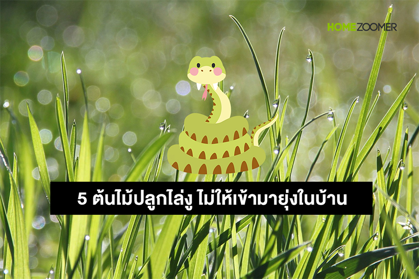 5 ต้นไม้ปลูกไล่งู ไม่ให้เข้ามายุ่งในบ้าน