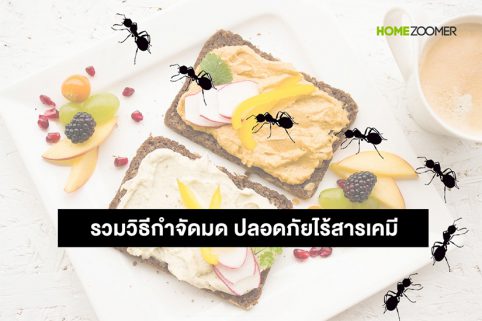 รวมวิธีกำจัดมด ปลอดภัยไร้สารเคมี