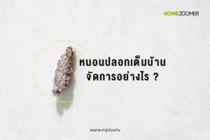 หนอนปลอกเต็มบ้าน จัดการอย่างไร ?