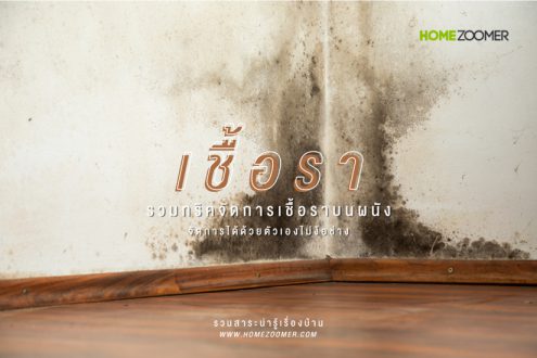 รวมทริคจัดการกับเชื้อราบนผนังบ้านด้วยตัวเอง