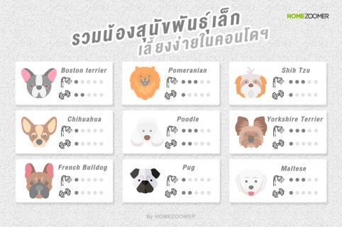 รวมน้องสุนัขพันธุ์เล็ก เลี้ยงง่ายในคอนโดฯ