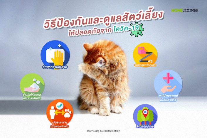 วิธีป้องกันและดูแลสัตว์เลี้ยงให้ปลอดภัยจากโควิค-19